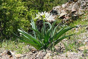 Pancratium (plant) Pancratium illyricum Wikipedia