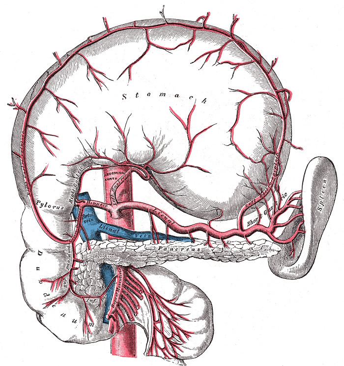 Pancreatic branches of splenic artery