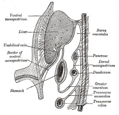 Pancreatic bud