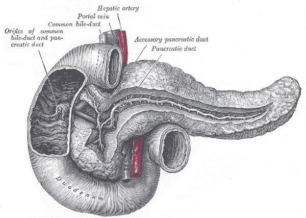Pancreatic duct