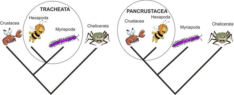 Pancrustacea viventibus esse Hmyz ako modifikovan krovce