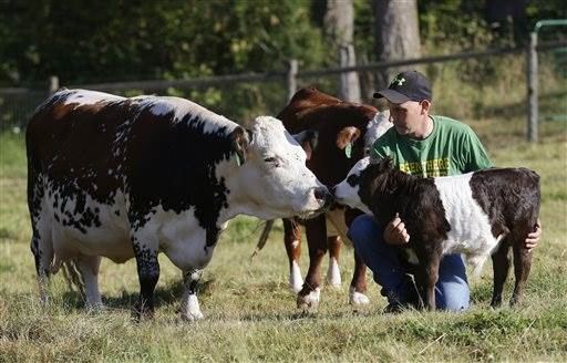 Panda cow After seven years of tinkering farmer perfects 39panda cow39 NBC News