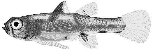 Pandaka Dwarf pygmy goby Pandaka pygmaea animalsaquaticfishGgoby