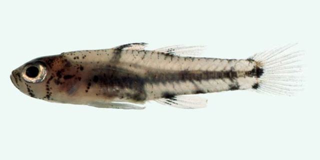 Pandaka Fish Identification