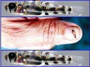 Pandaka Dwarf Pygmy Goby What39s New Philippines