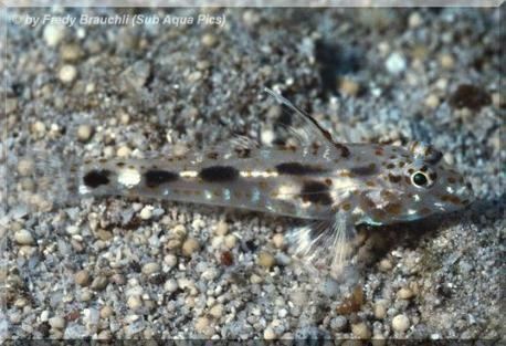 Pandaka Species2011S Dwarf Pygmy Goby