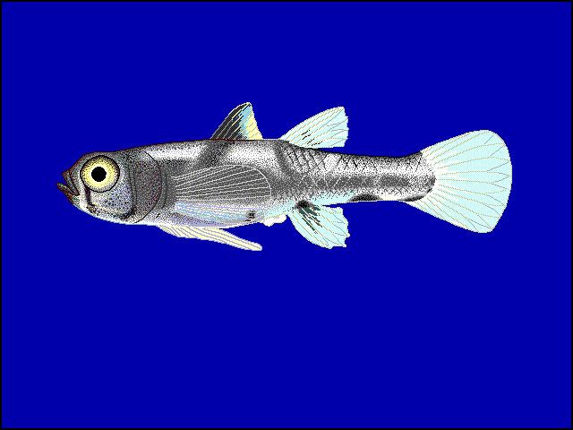 Pandaka (fish)