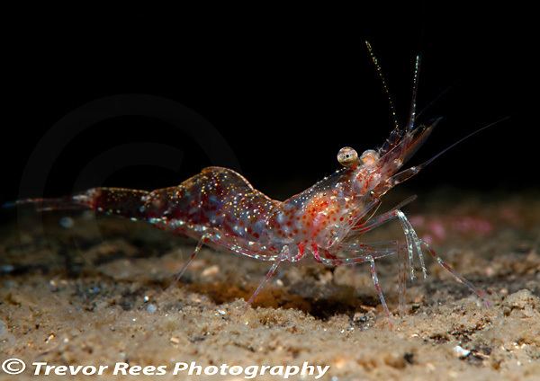 Pandalus Trevor Rees Photography The Northern or Pink Prawn ltemgtPandalus