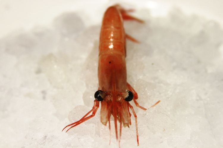 Pandalus borealis Blog tagged quotMaine shrimpquot Skinny Water Culture