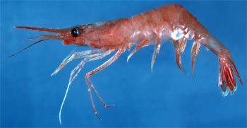 Pandalus borealis Northern Shrimp Status of Fishery Resources off the Northeastern US