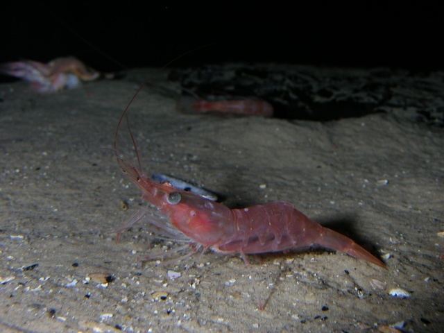 Pandalus borealis Deepwater shrimp Pandalus borealis Biopix photoimage 17259