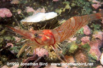 Pandalus montagui Jonathan Bird Productions Stock Photography Montague Shrimp