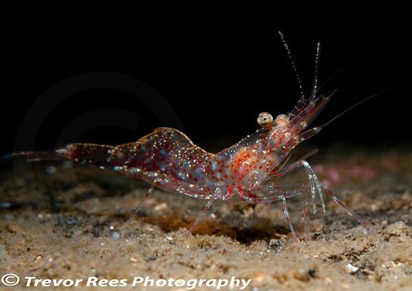 Pandalus montagui Trevor Rees Photography The Northern or Pink Prawn ltemgtPandalus