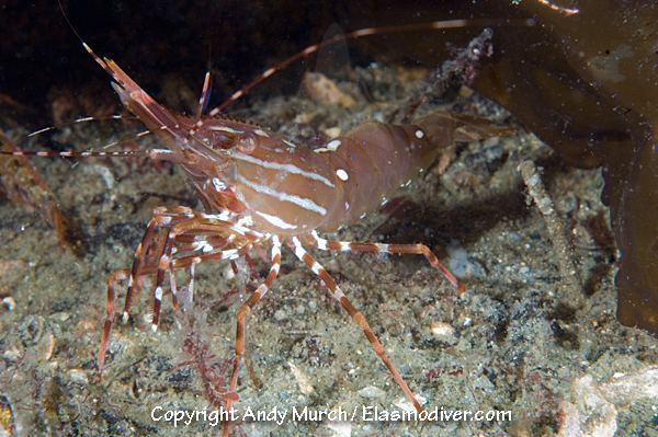Pandalus platyceros Pacific Prawn Pictures Images of spot prawns Pandalus platyceros