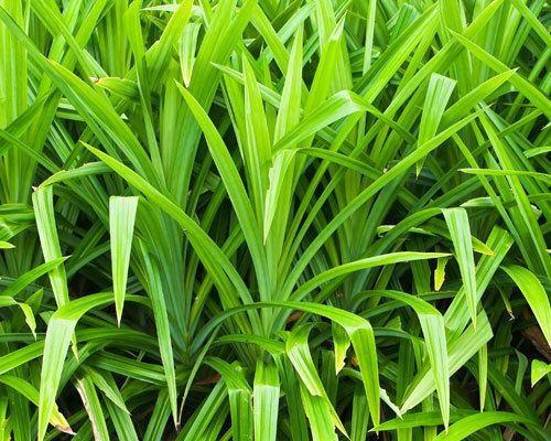 Pandanus amaryllifolius Pandanus amaryllifolius Pandan from AgriStarts