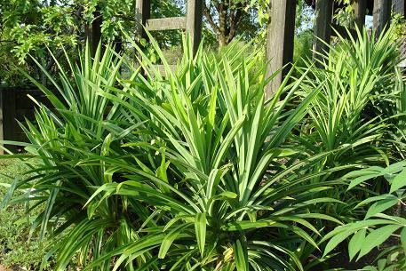 Pandanus amaryllifolius Pandanus amaryllifolius