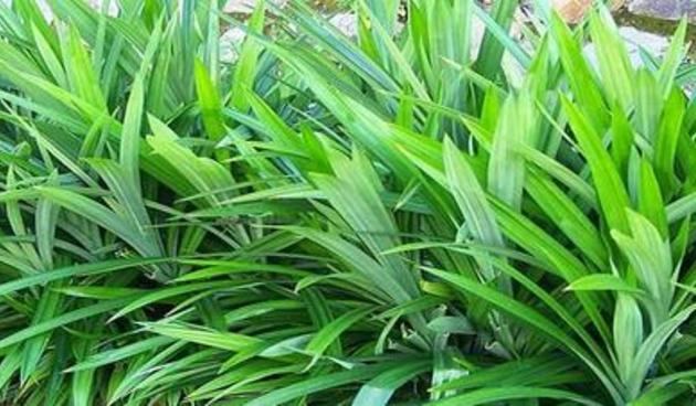 Pandanus amaryllifolius FRAGRANT PANDAN UNIQUE SPICE PLANT Pandanus Amaryllifolius Nice 6