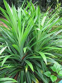 Pandanus amaryllifolius Pandanus amaryllifolius Wikipedia