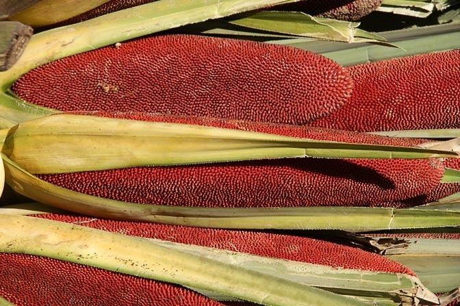 Pandanus conoideus Pandanus fruits Pandanus conoideus Marita Red Fruit in Polga