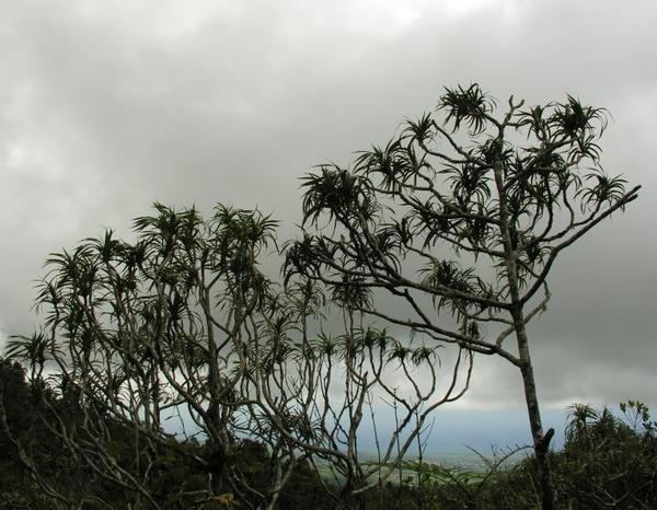 Pandanus montanus Arbres et arbustes de La Runion Pandanus montanus Bory