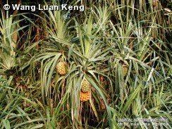 Pandanus odorifer Pandanus odorifer