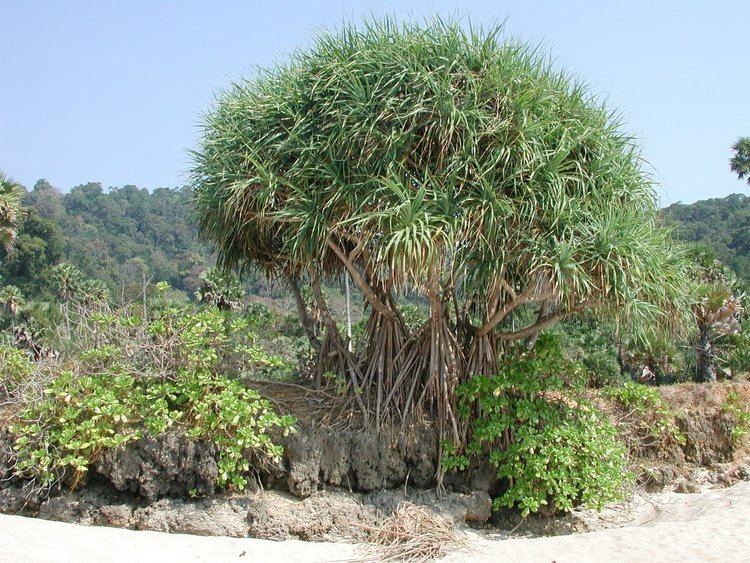 Pandanus odorifer Pandanus odorifer Images Useful Tropical Plants