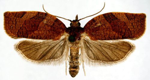 Pandemis heparana Pandemis heparana Insecta Lepidoptera Tortricidae
