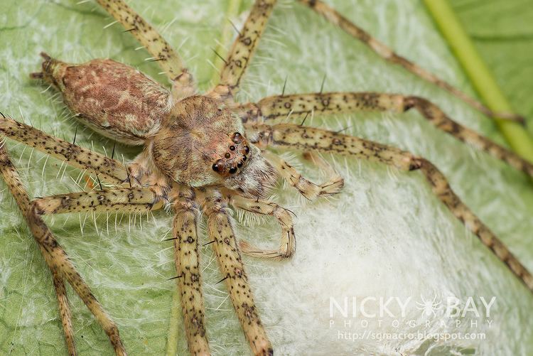 Pandercetes Lichen Huntsman Spider Pandercetes sp DSC2870 Flickr