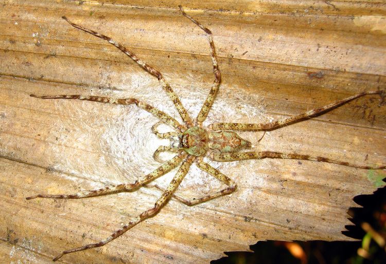 Pandercetes RDC Lichen Spider of Sabah
