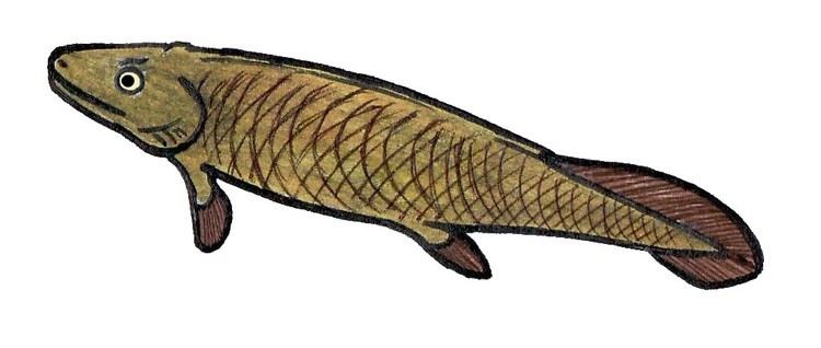 Panderichthys FilePanderichthys fishJPG Wikimedia Commons