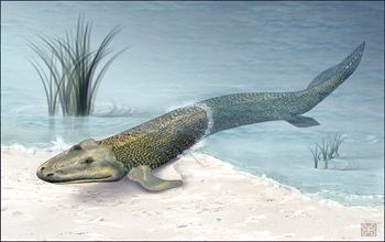 Panderichthys New technologies show Panderichthys and Tiktaalik on the way to
