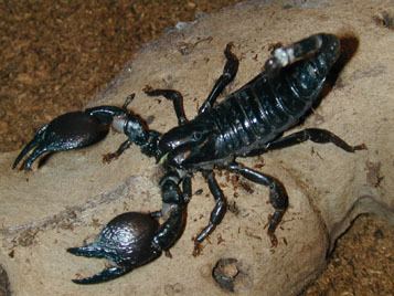 Pandinus The Scorpion Files Pandinus imperator Scorpionidae