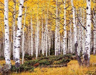 Pando (tree) 1000 images about Pando on Pinterest The planets National