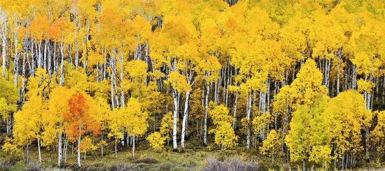 Pando (tree) The Trembling Giant Tales by Trees