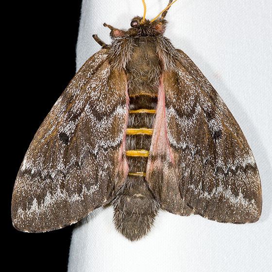 Pandora moth Pandora Moth Coloradia pandora BugGuideNet