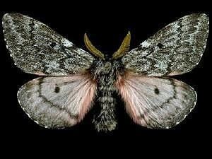 Pandora moth Moth Photographers Group Coloradia pandora 7724