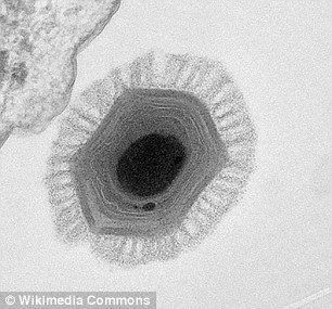 Pandoravirus Scientists find GIANT Pandoravirus that could have come from an