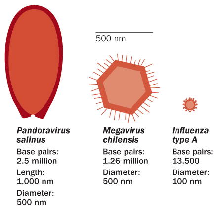 Pandoravirus Pandoravirus salinus Biota