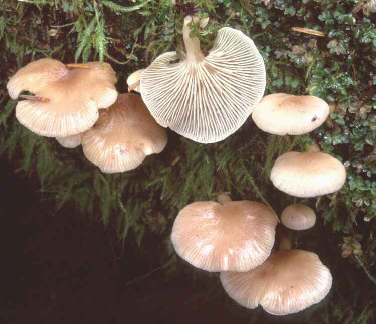 Panellus PLEUROTOID species in the Pacific Northwest
