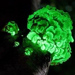 Panellus stipticus Luminescent fungi Panellus stipticus for sale