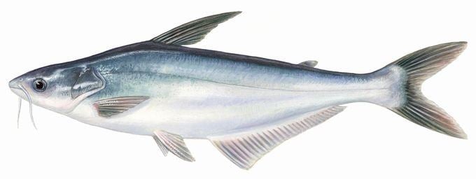 Pangasius Fresh Pangasius Fresh Pangasius Suppliers and Manufacturers at