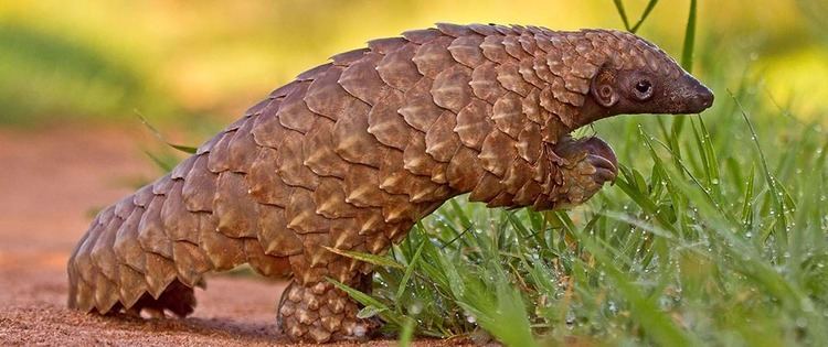 Pangolin Pangolin Naankuse Foundation