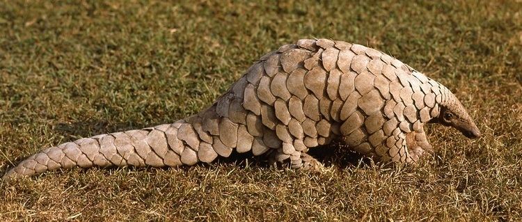 Pangolin Pangolins