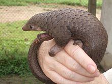 Pangolin httpsuploadwikimediaorgwikipediacommonsthu