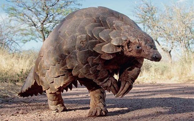 Pangolin Pangolins 13 facts about the world39s most hunted animal