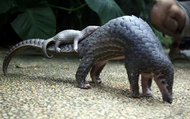 Pangolin Pangolins why this cute prehistoric mammal is facing extinction