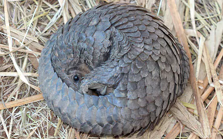 Pangolin Pangolins why this cute prehistoric mammal is facing extinction