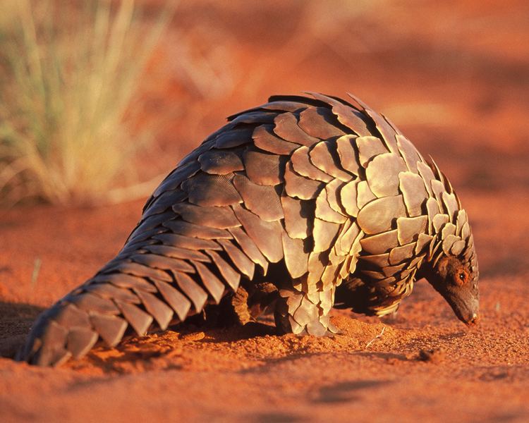 Pangolin Pangolin African Wildlife Foundation