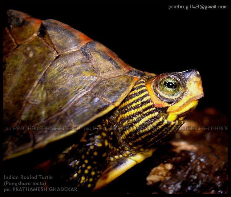 Pangshura CalPhotos Pangshura tecta Indian Roofed Turtle