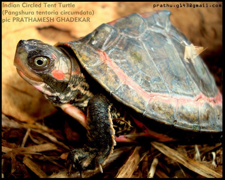 Pangshura CalPhotos Pangshura tentoria circumdata Indian Circled Tent Turtle